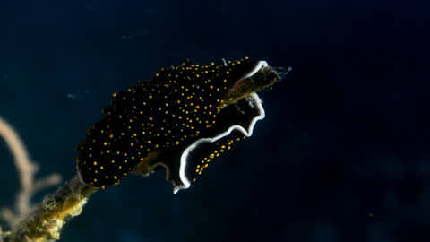 Cypraeoidea