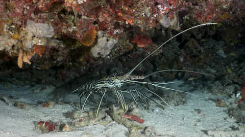 Lobster