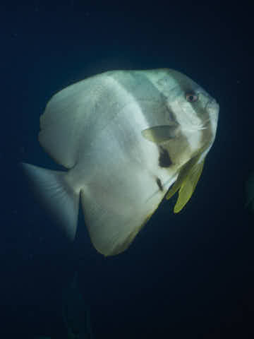 Fledermausfisch