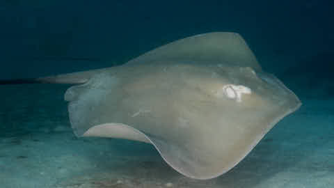 Stachelrochen
