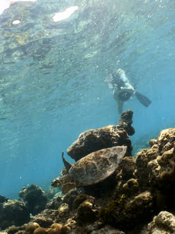 Schildkröte mit Schnorchlerin