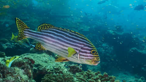 Orientalischer Süsslippenfisch