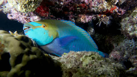 Papageienfisch in der Nacht