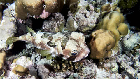 Igelfisch