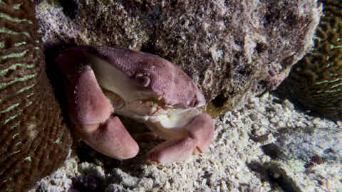 Krabbe