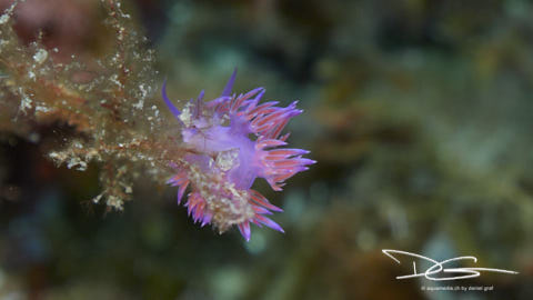 Violette Fadenschnecke
