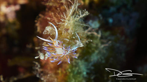 Wander-Fadenschnecke