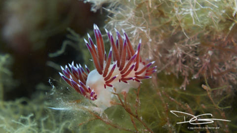 Fadenschnecke (weiss-rot)