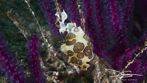 Trauersternschnecke