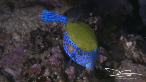 Arabischer Kofferfisch