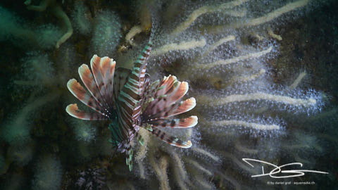 Rotfeuerfisch