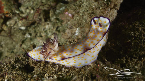 Nacktschnecke