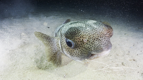 Igelfisch