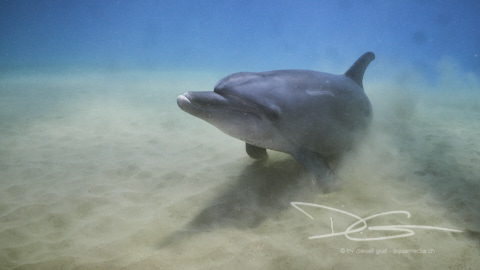 Delphin