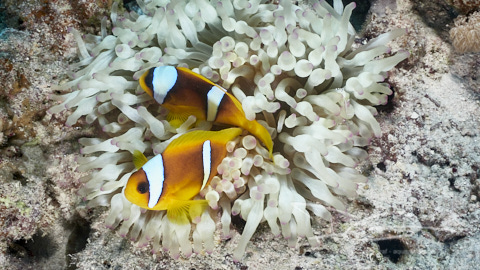 Anemonefische