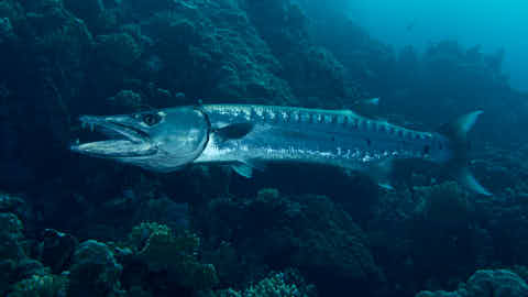 Barrakuda (ca 120cm oder mehr)