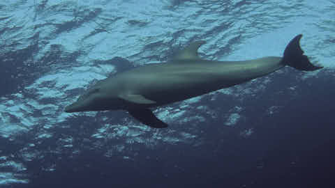 Delphin