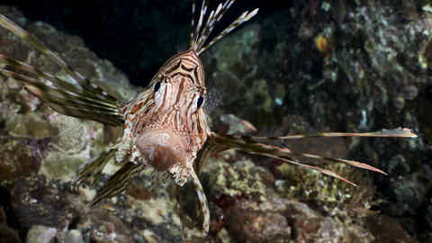 Rotfeuerfisch an der Thistlegorm