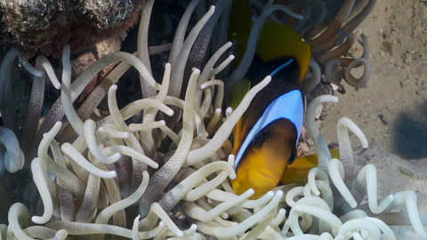 Anemonefisch