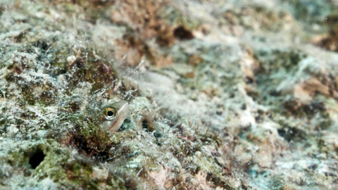 Jetzt wird's munzig: Schleimfisch