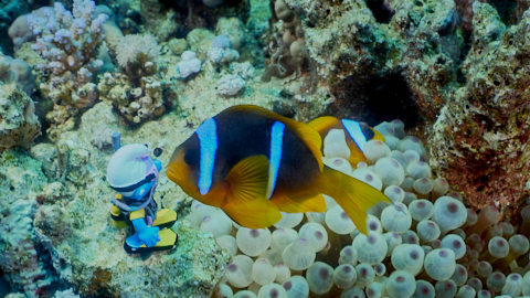 Neugieriger Anemonefisch untersucht den Tauchschlumpf
