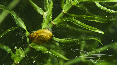 Seegras mit Schnecke am WZT
