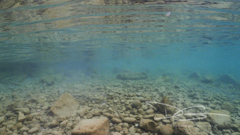 Spiegelung an der Unterseite der Wasseroberfläche