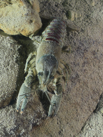 Amberkrebs von schräg oben