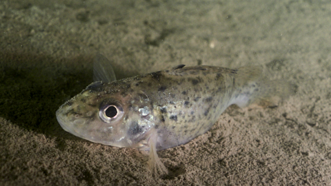 Kaulbarsch