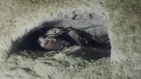 Krebshöhle
