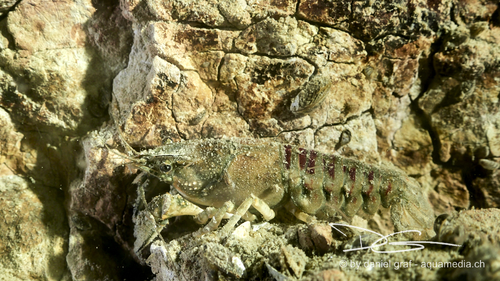 Kamberkrebs mit Polyp