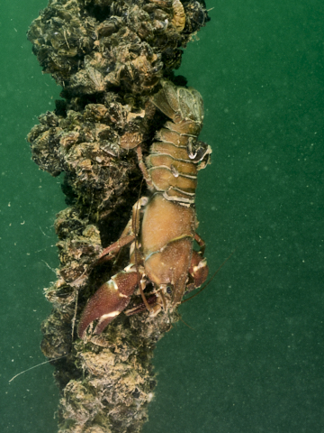 Signalkrebs am Pfosten