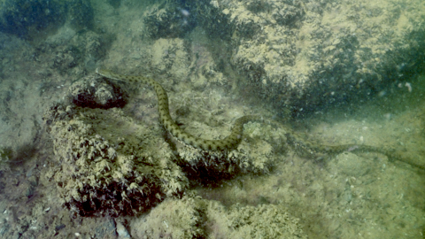Würfelnatter in den Steinblöcken auf 5m Tiefe
