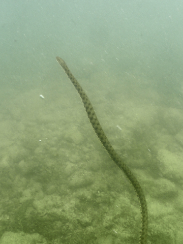 Würfelnatter schwimmt an die Wasseroberfläche