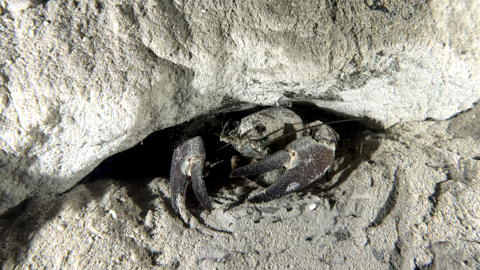 Signalkrebs in Höhle
