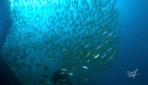 Wrack mit Schwarmfisch