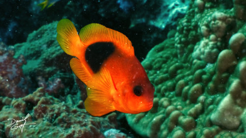 Glühkohlenclownfisch